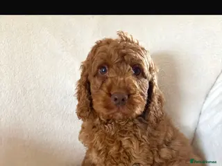 Cockapoo dogs Exceptional F1B - Advert 2