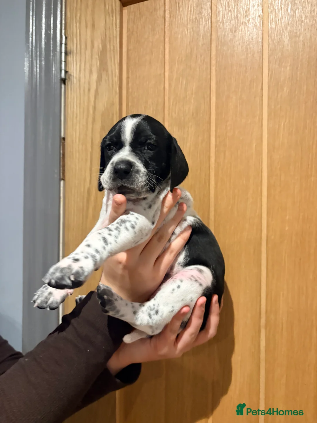 Pointer dogs for sale: Last gorgeous puppy looking for a loving home  - Advert 35