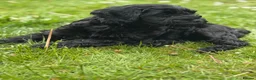 Sproodle dogs for sale: Sproodles – Multigen Puppies in Peterculter - Advert 26