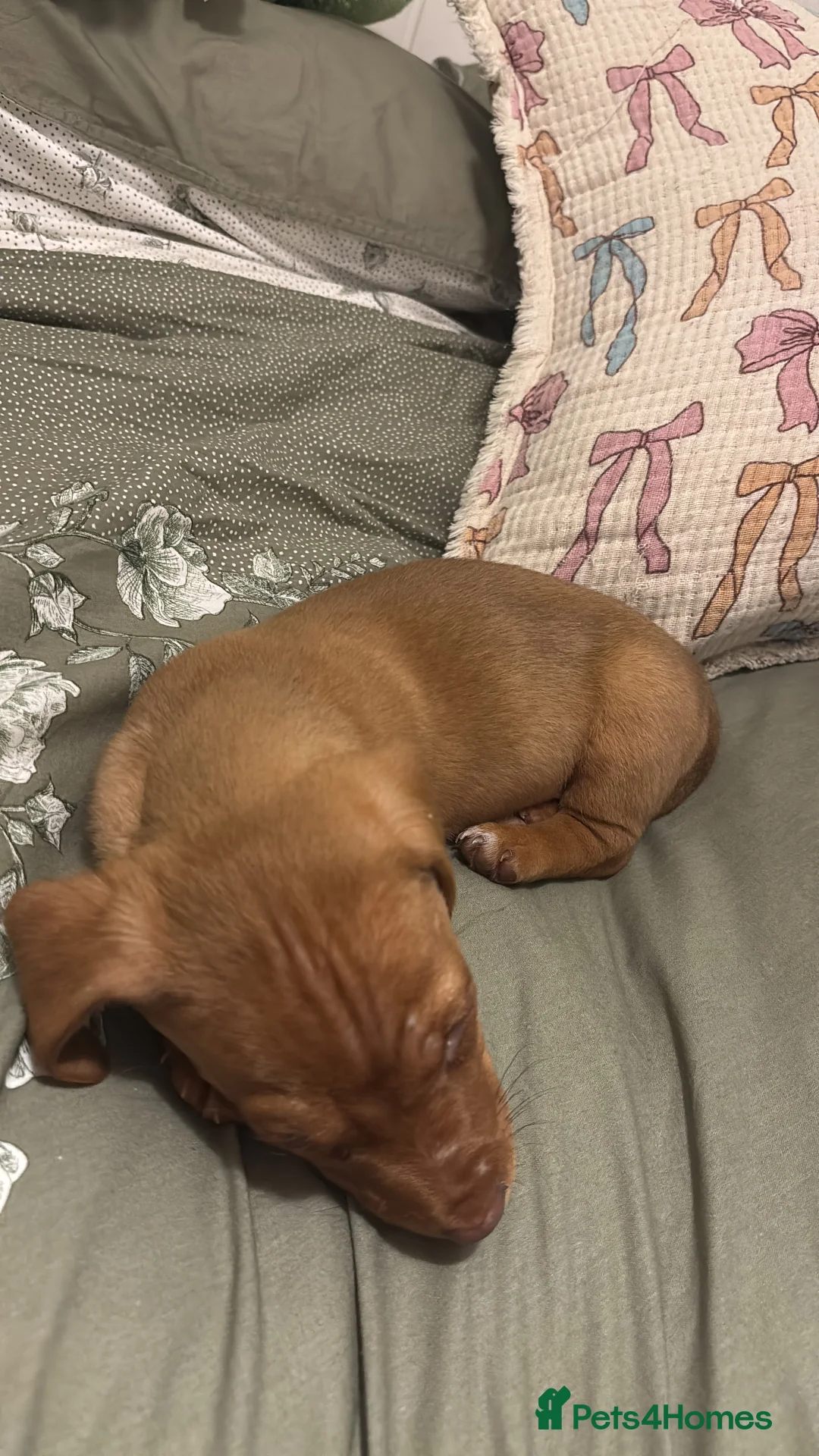 Jackshund dogs for sale: Male Dachshund X Jack Russell Puppy - Advert 6
