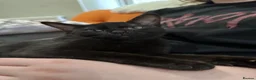 Bombay cats for sale: GCcF reg Bombay (Asian Black)  - Advert 7