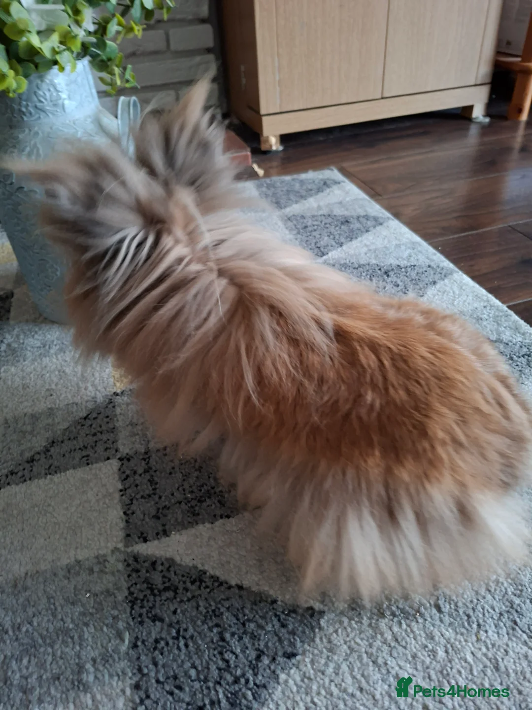Lionhead rabbits for sale: Pedigree Double Mained Lionhead Un Neutured Male  - Advert 9