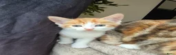 British Shorthair cats for sale: 4 Beautiful kittens - Advert 3