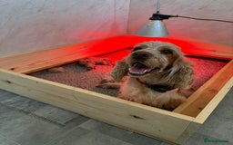 Cockapoo dogs for sale: Most extensively genetically health tested pups  - Image 2