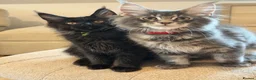 Maine Coon cats for sale: TICCA Registered Mainecoon Kittens (PetOnly) - Advert 2