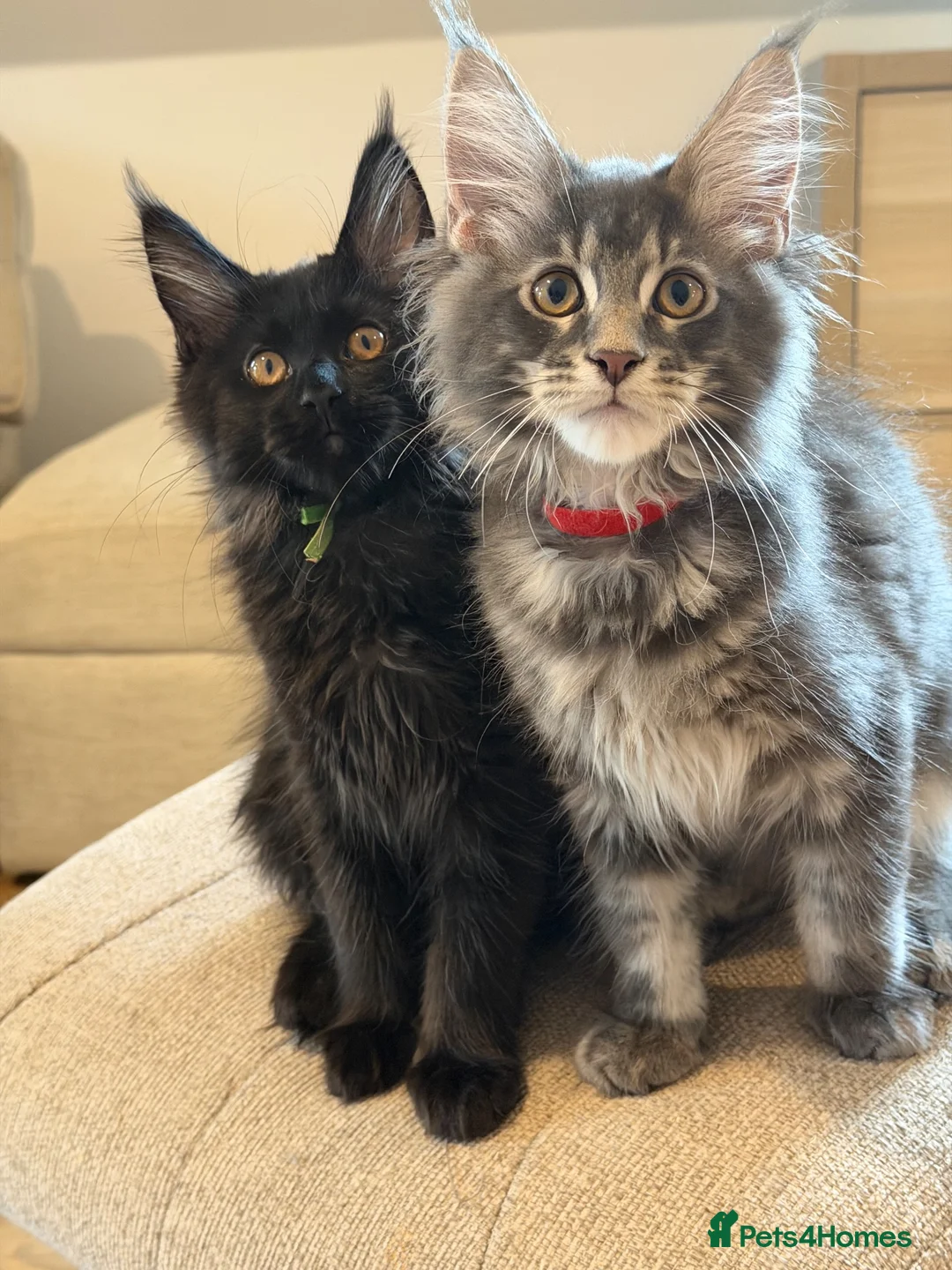 Maine Coon cats for sale: TICCA Registered Mainecoon Kittens (PetOnly) - Advert 2