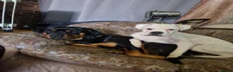 Rottweiler dogs for sale: 1 year old rottweiler for sale  - Advert 4