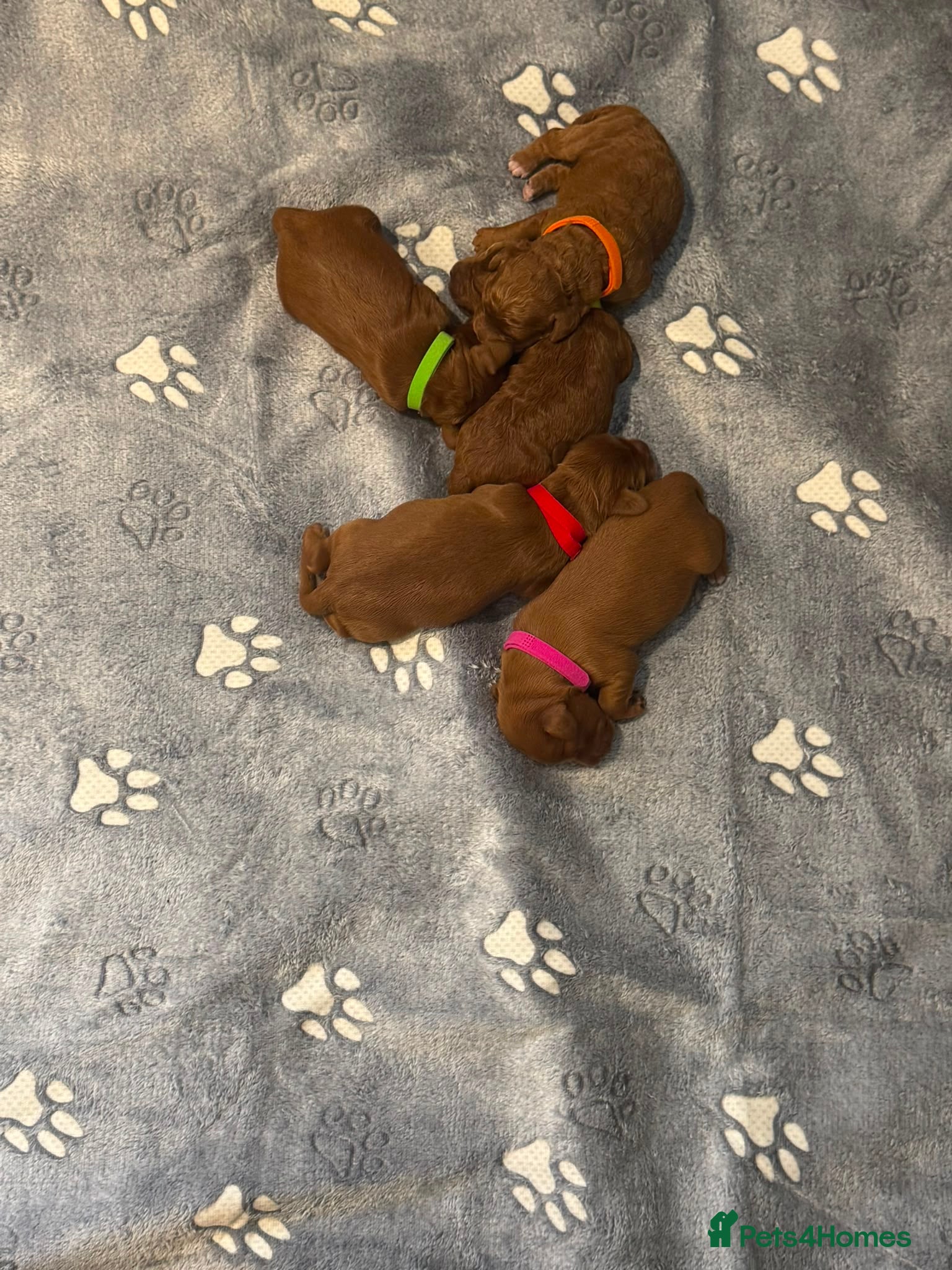 Cockapoo dogs Beautiful Red Medium Cockapoo Puppies - Advert 2