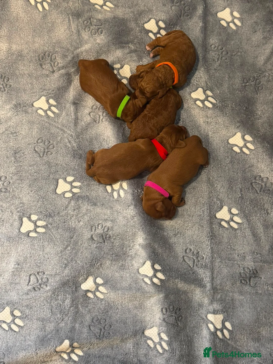 Cockapoo dogs for sale: Beautiful Red Medium Cockapoo Puppies - Advert 2