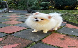 Pomeranian dogs for sale: Beautiful Pomeranian Teddy Bear Puppies - Advert 11