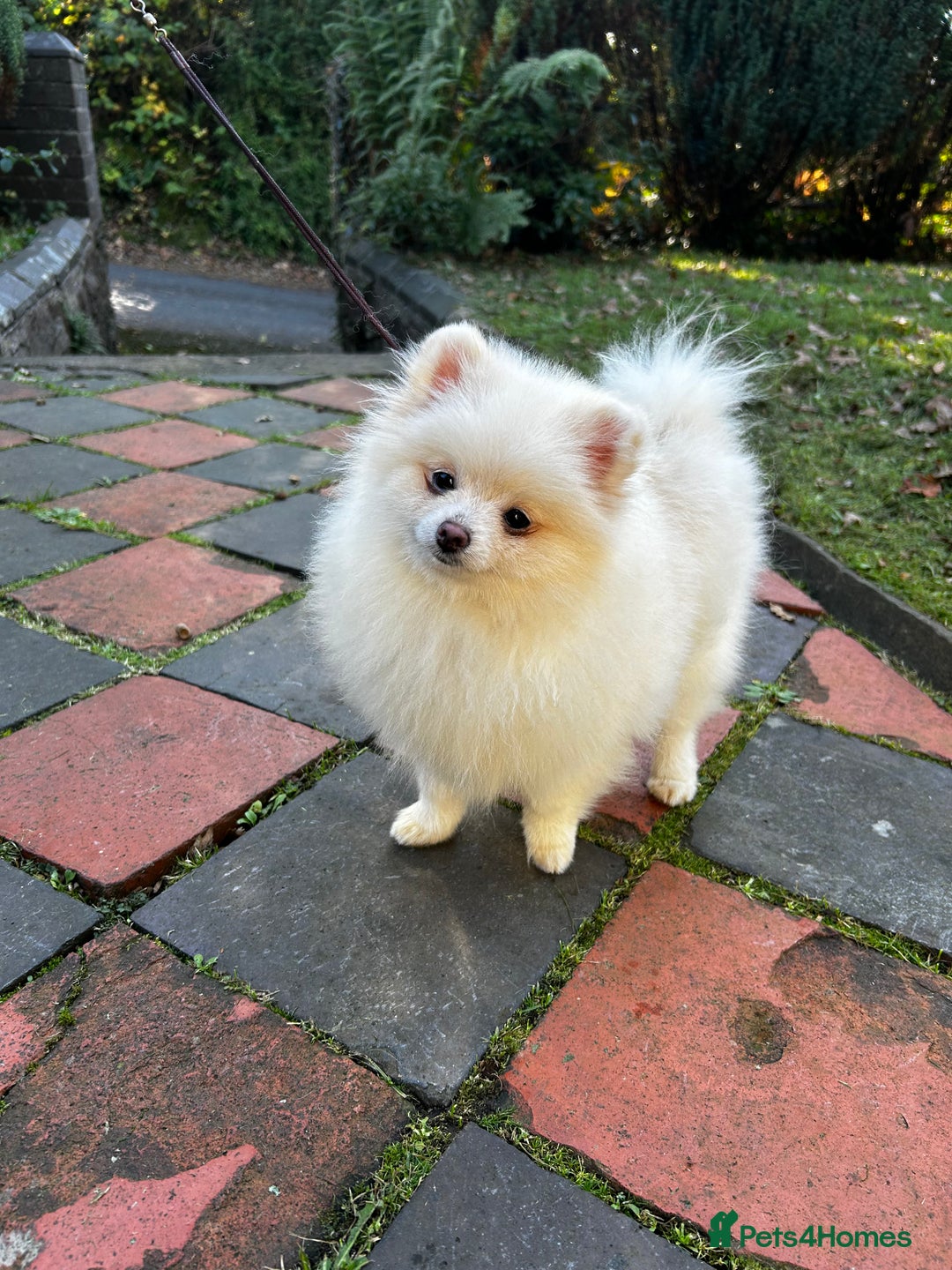 Pomeranian dogs for sale: Beautiful Pomeranian Teddy Bear Puppies - Advert 11