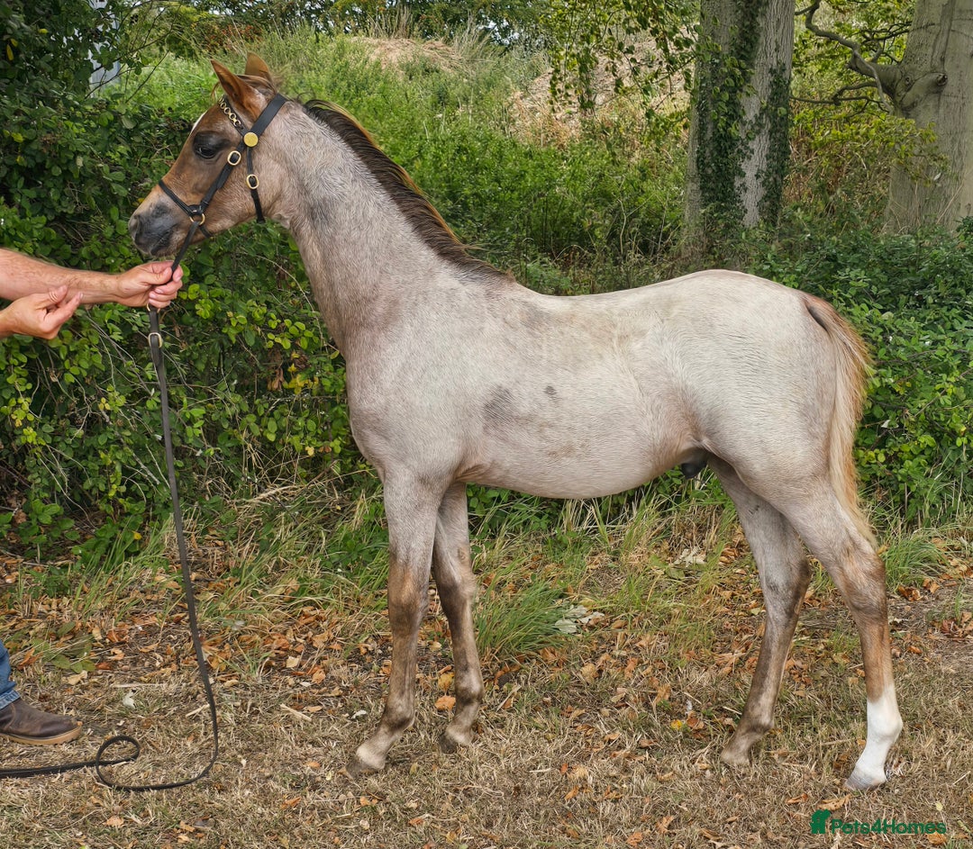 Welsh Section B horses for sale: Ready to leave! Welsh sec b roan colt foal  - Image 3