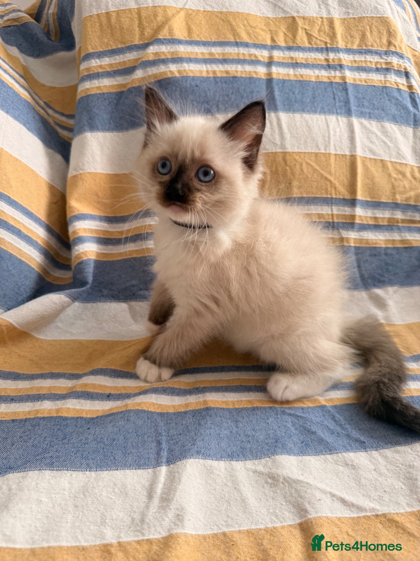 Ragdoll cats 5 beautiful ragdoll kittens  - Advert 13