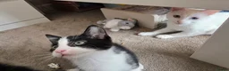 Mixed Breed cats for sale: Gorgeous male kitten looking for his forever home in Leeds - Advert 4