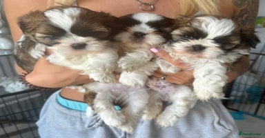 Shih Tzu dogs in Saint Leonards-on-sea - Advert 5