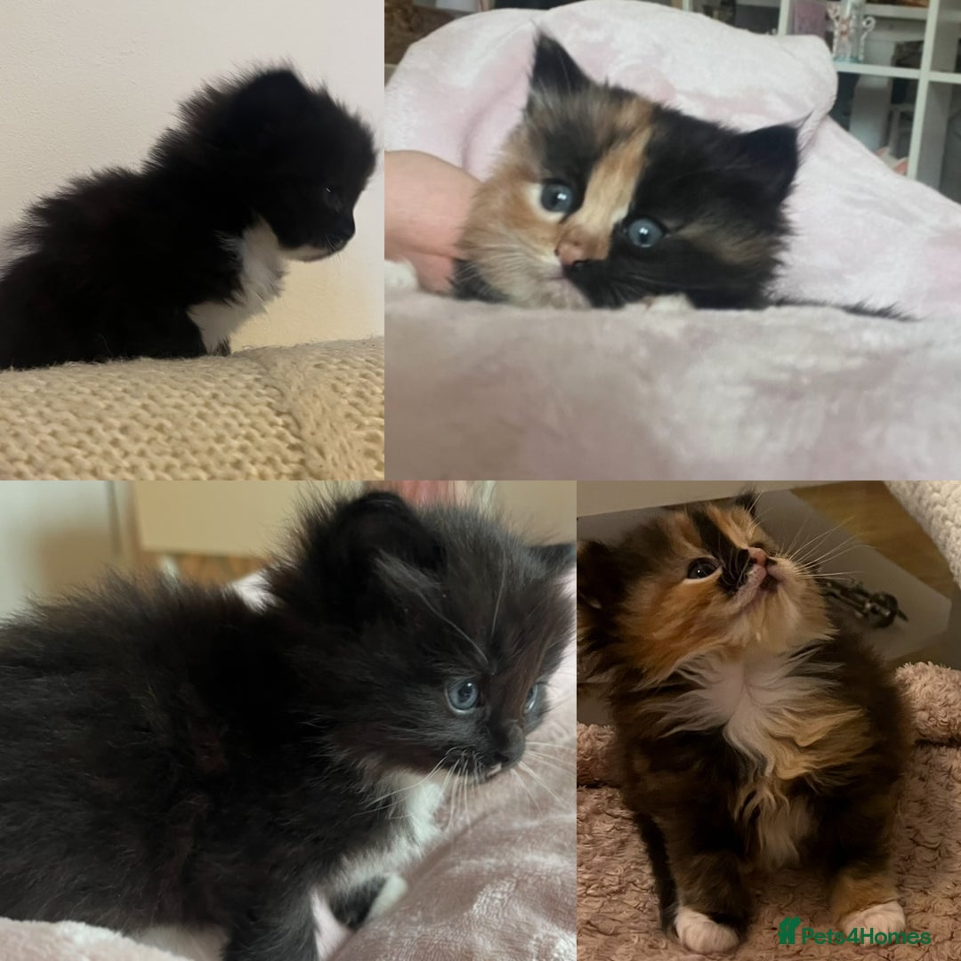 Ragdoll cats for sale:  Ragdoll Kittens- Blue Eyed, Fluffy, Very Cuddly  - Advert 1