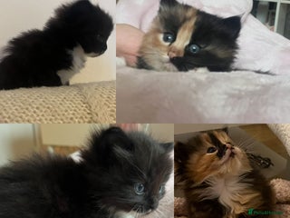 Ragdoll cats Ragdoll Kittens- Blue Eyed, Fluffy, Very Cuddly - Advert 1