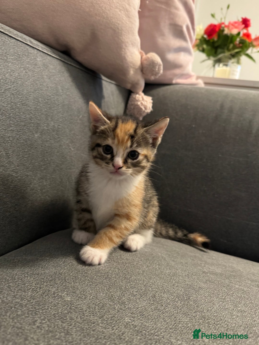 Oriental cats for sale: 4 beautiful kittens  - Image 4