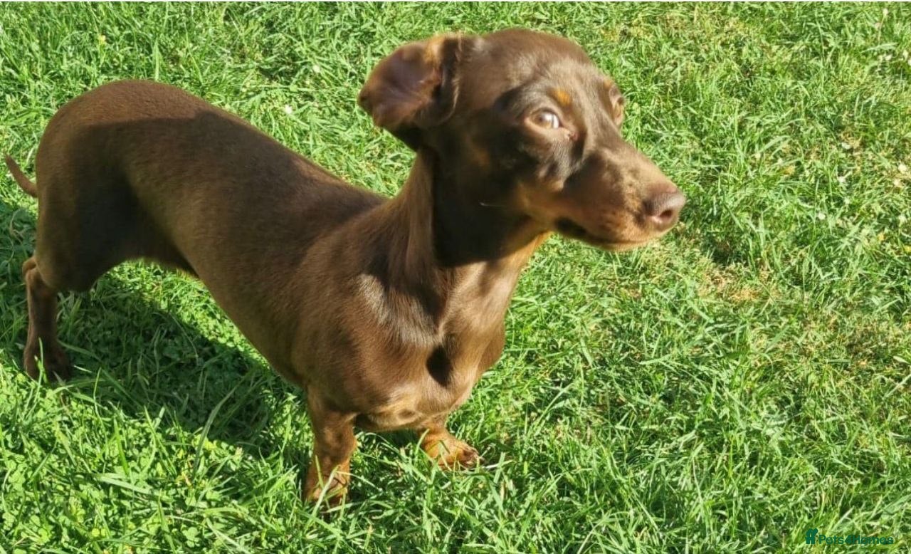 Zig