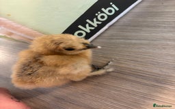 Chickens poultry for sale: Silkie chicks  - Image 3