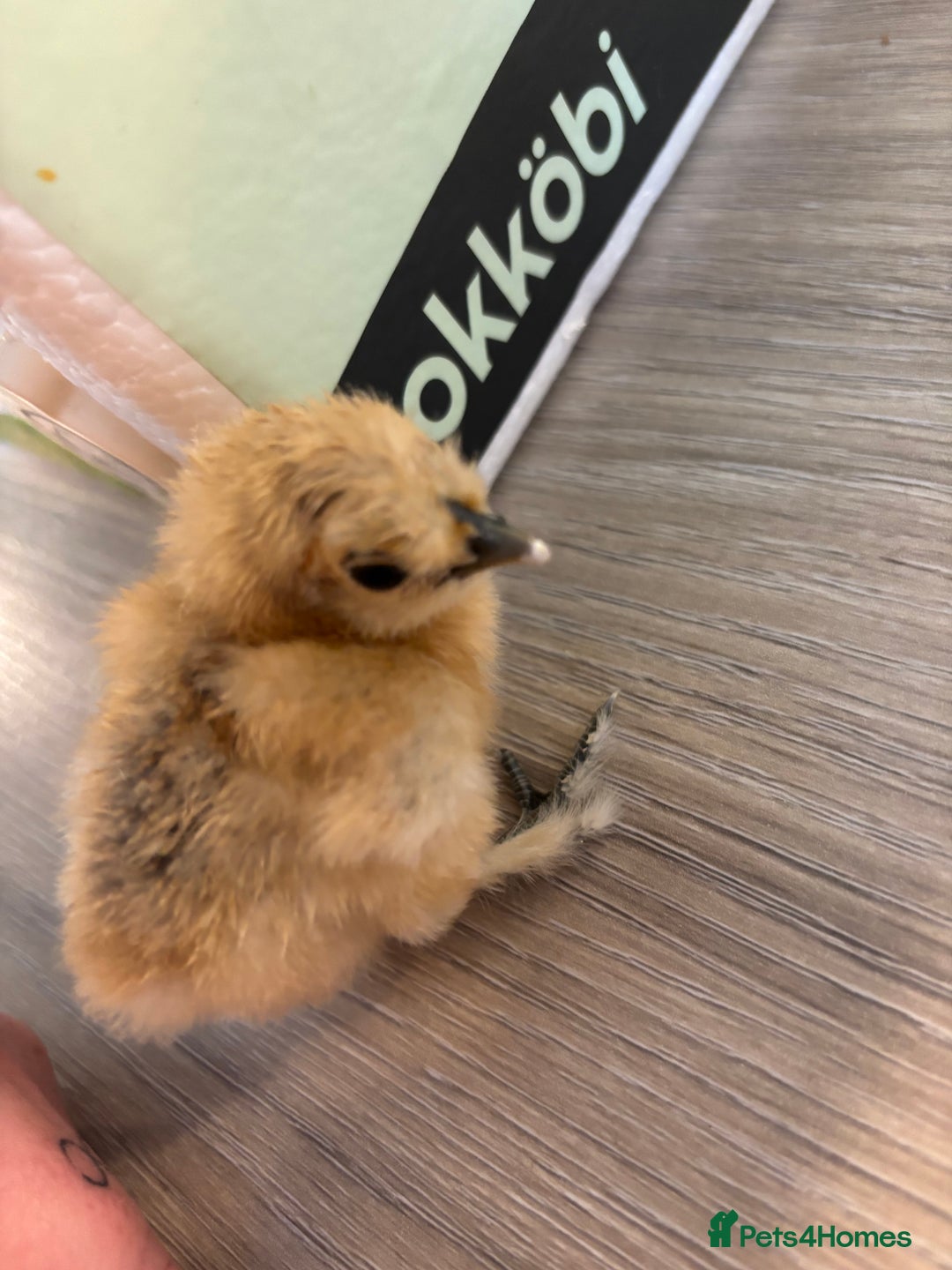 Chickens poultry for sale: Silkie chicks  - Image 3