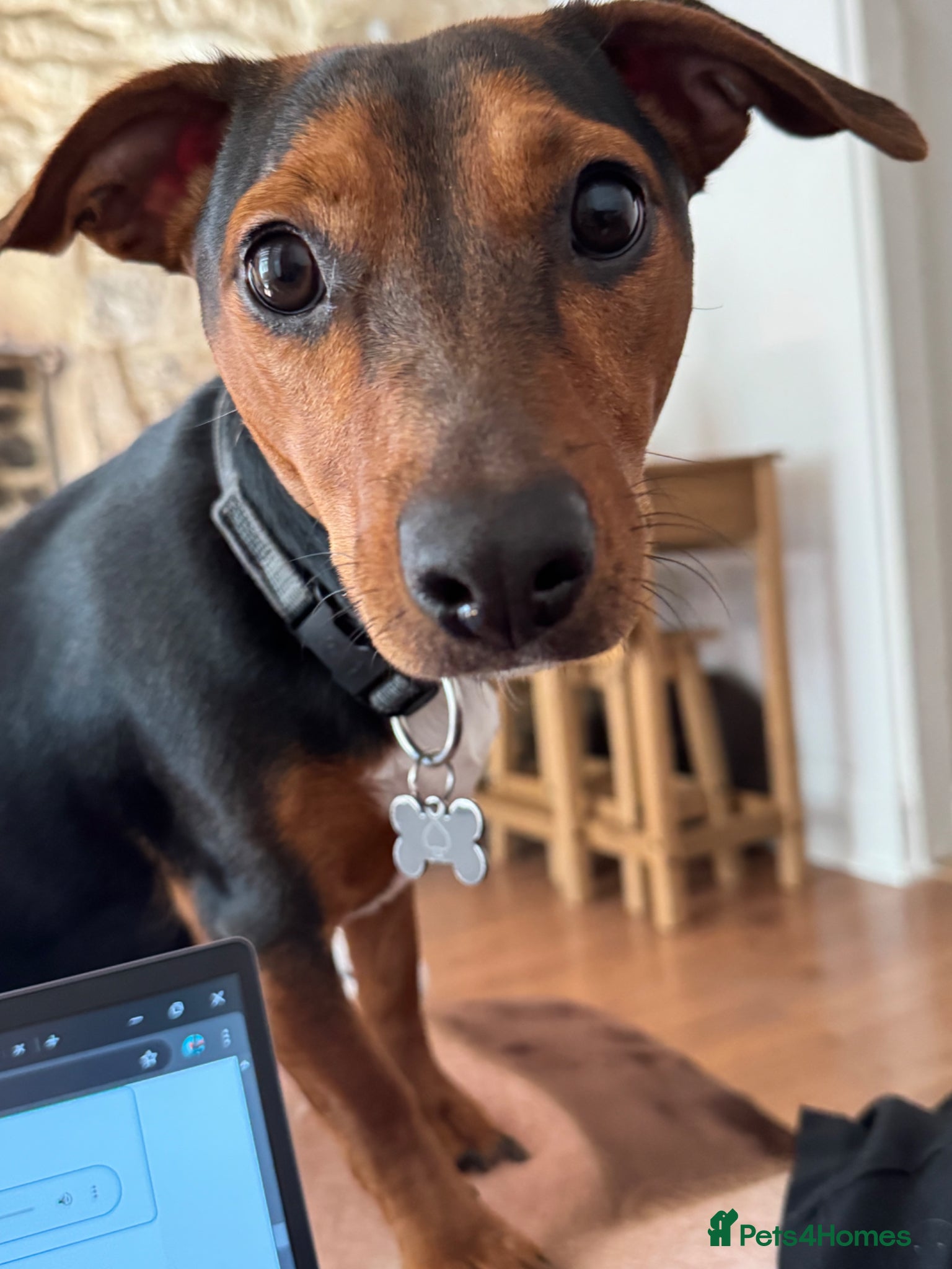 Jackshund dogs Jack Russell / dachshund  - Advert 6