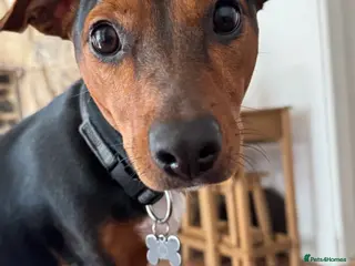 Jackshund dogs Jack Russell / dachshund - Advert 6