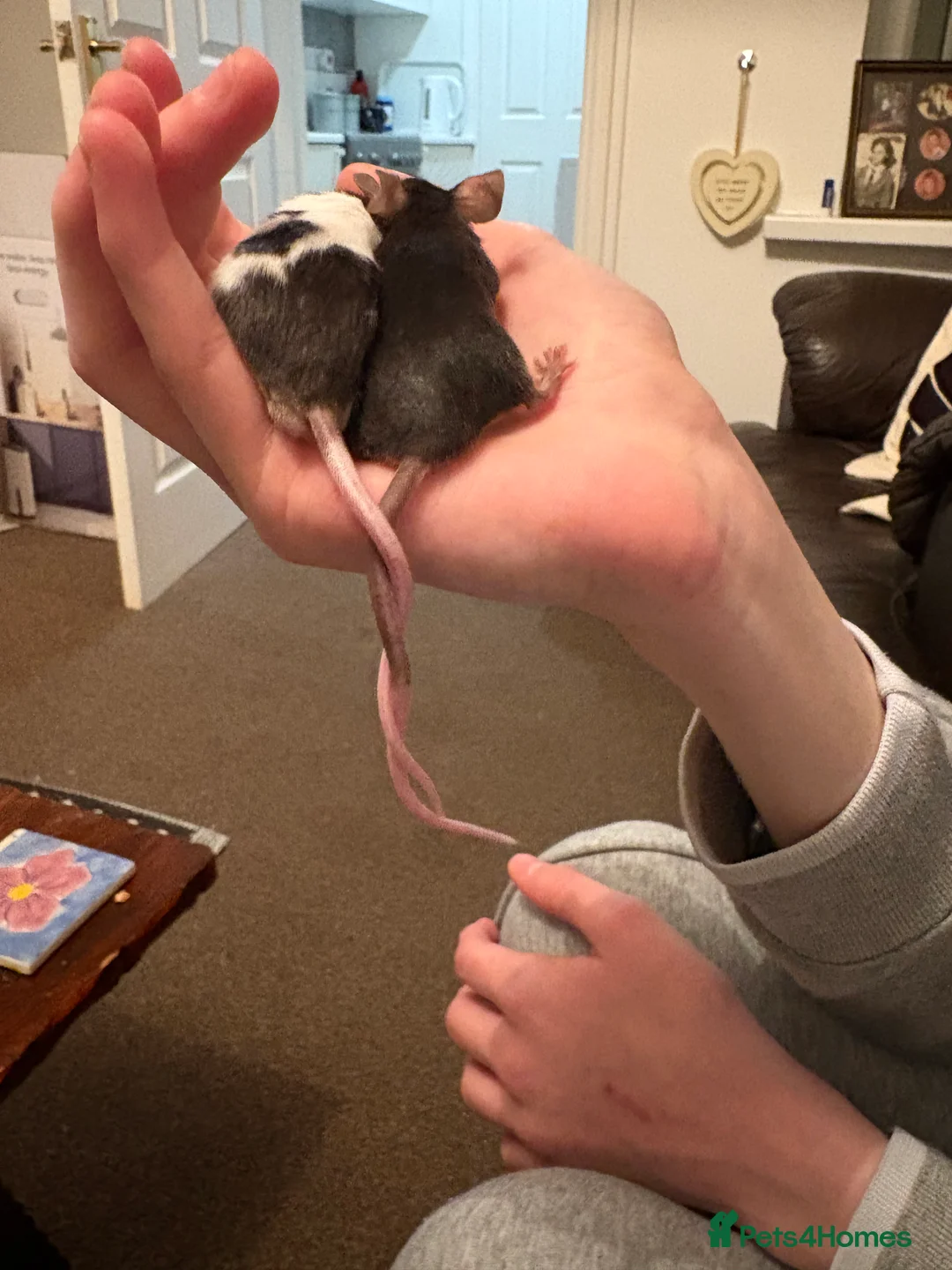 Mouse rodents for sale: Baby fancy mice waiting list  - Advert 1