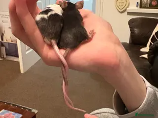 Mouse rodents Baby fancy mice waiting list - Advert 4