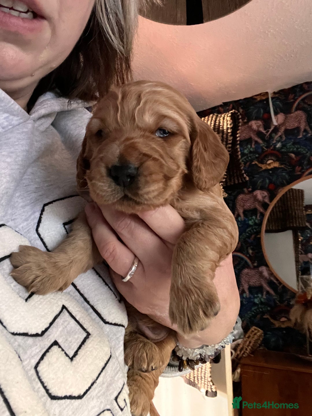 Cockapoo dogs for sale: Cocker spaniel/Cockapoo Pups - Advert 21