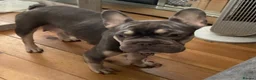 French Bulldog dogs for sale: French bulldogs puppies  in Mansfield - Advert 12
