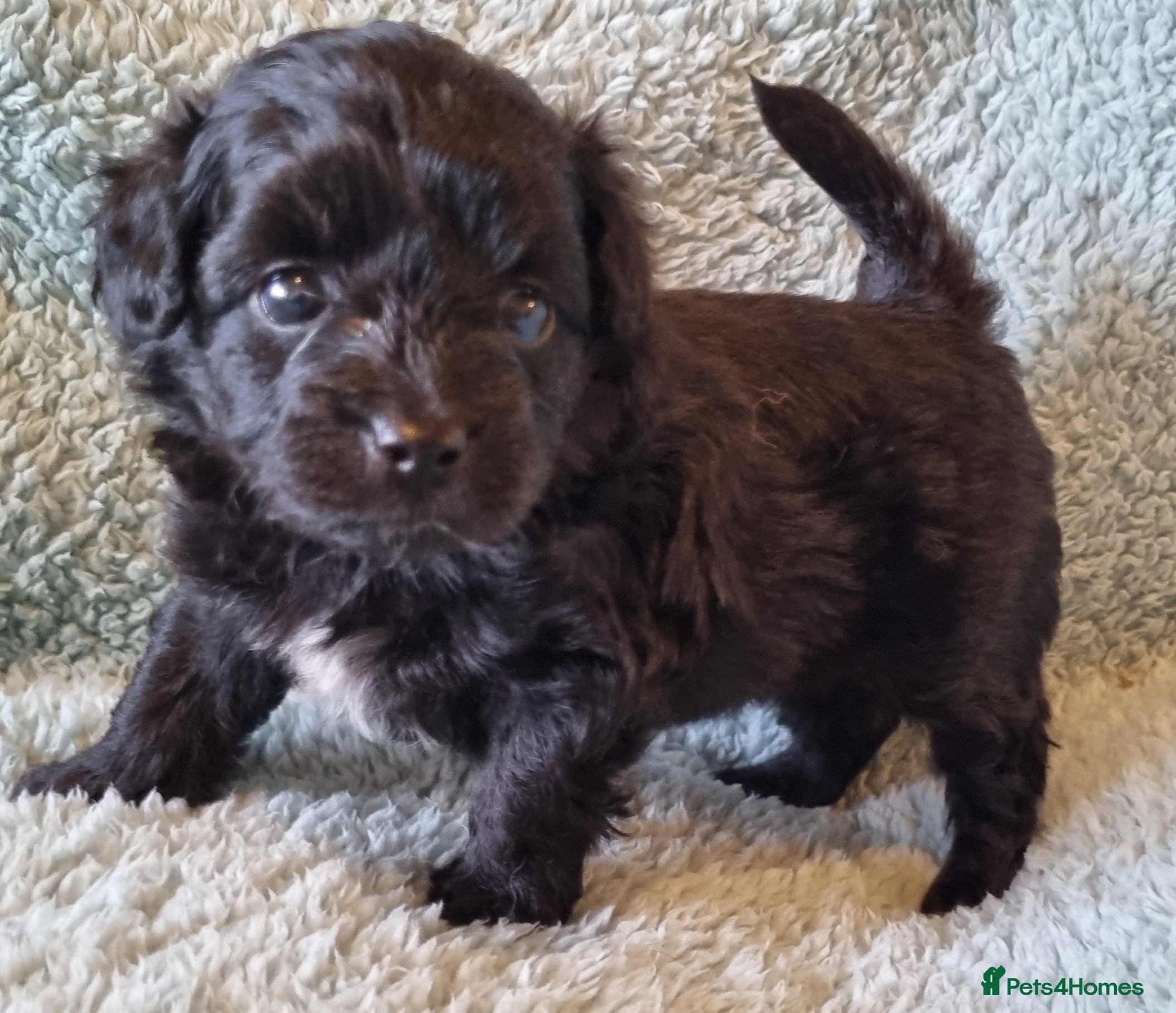 Mixed Breed dogs Pomchipoo girls - Advert 18