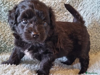 Mixed Breed dogs Pomchipoo girls - Advert 4