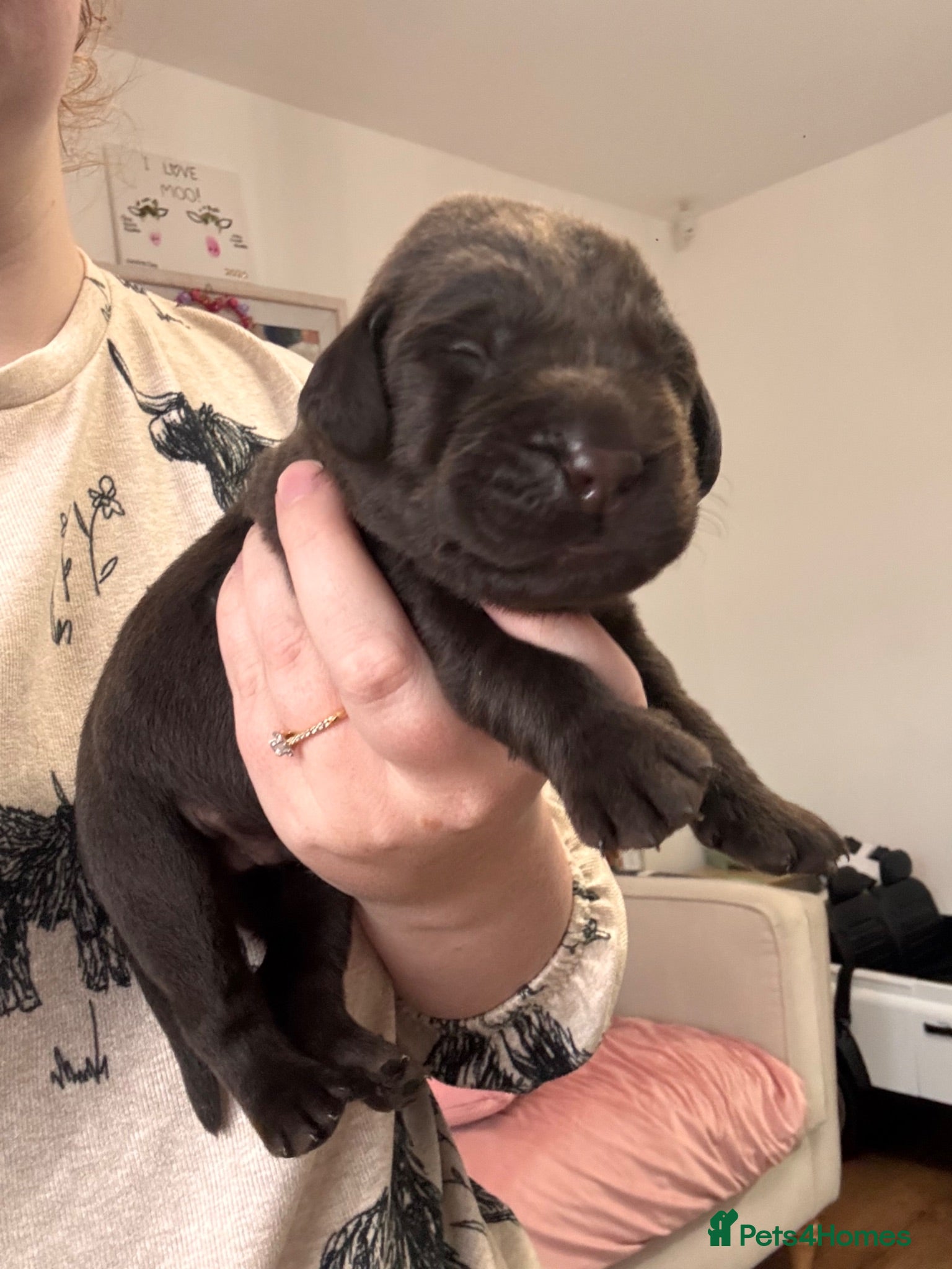 Labrador Retriever dogs BEAUTIFUL KC CHOCOLATE LABRADOR PUPPIES - Advert 2