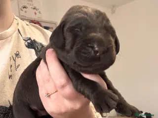 Labrador Retriever dogs BEAUTIFUL KC CHOCOLATE LABRADOR PUPPIES - Advert 2