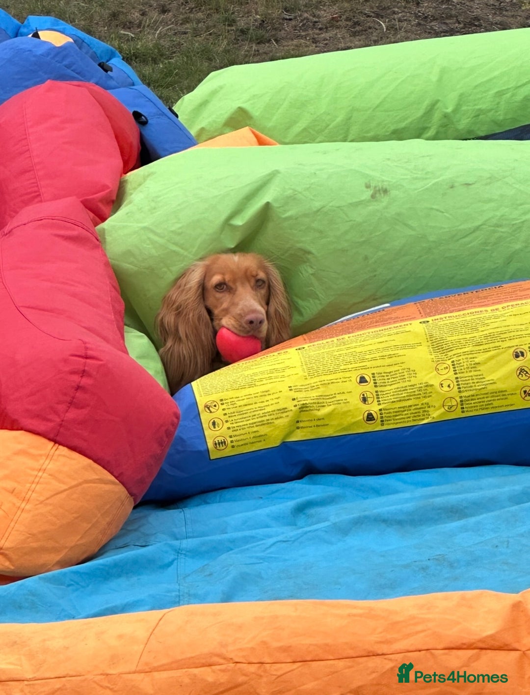 Cocker Spaniel dogs for sale: KC Registered Working Cocker Spaniel - 3yo, Female - Advert 6