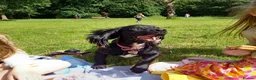 Cocker Spaniel dogs for sale: Cocker spaniel in Middlesbrough - Advert 4
