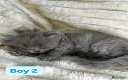 British Longhair cats for sale: British Long/Short Hair Adorable Kittens - Advert 9