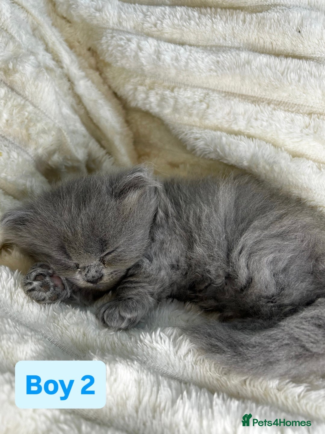 British Longhair cats for sale: British Long/Short Hair Adorable Kittens - Advert 9