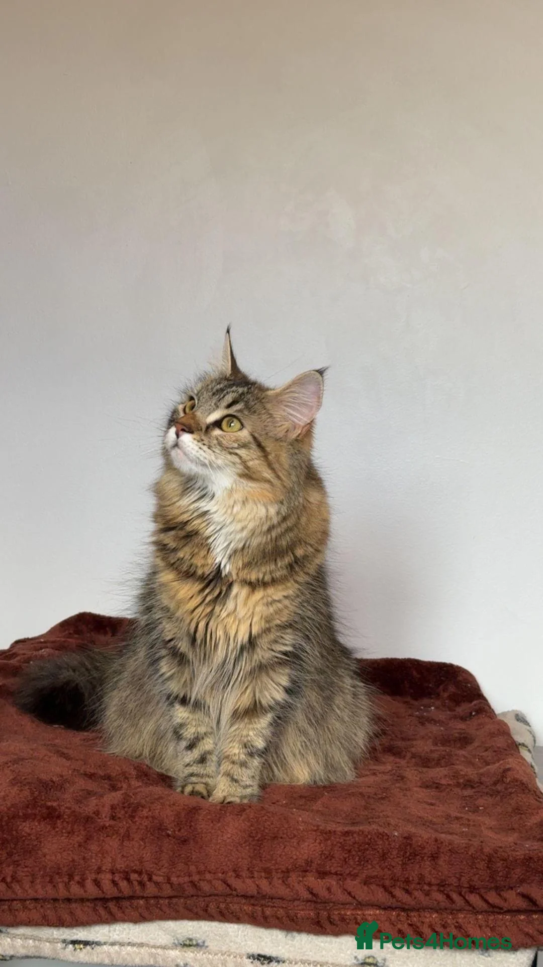 Maine Coon cats for sale: Fluffy Tortoiseshell Girl and Black Boy Kittens - Advert 1