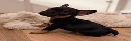 French Bulldog dogs for sale: 🐾 6 Beautiful KC Registered French Bulldog Puppys - Advert 11