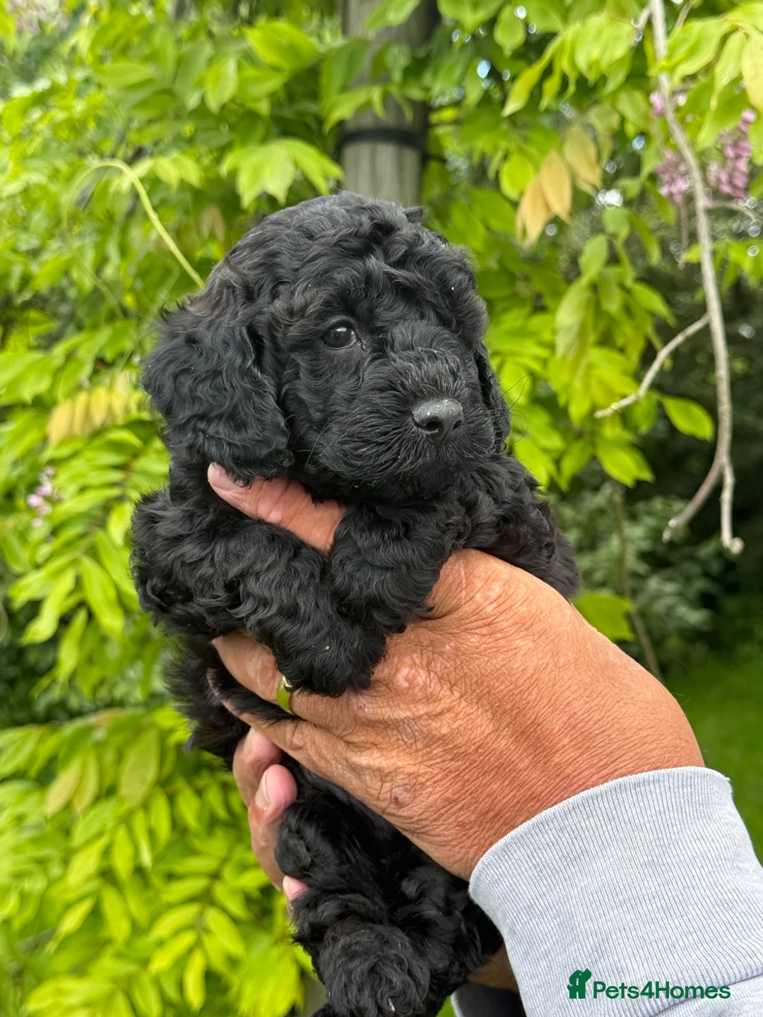 Maltipoo dogs for sale: Maltipoo pups  - Advert 2