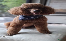 Goldendoodle dogs for sale: Exeptional Goldendoodle puppies F1b - Image 15
