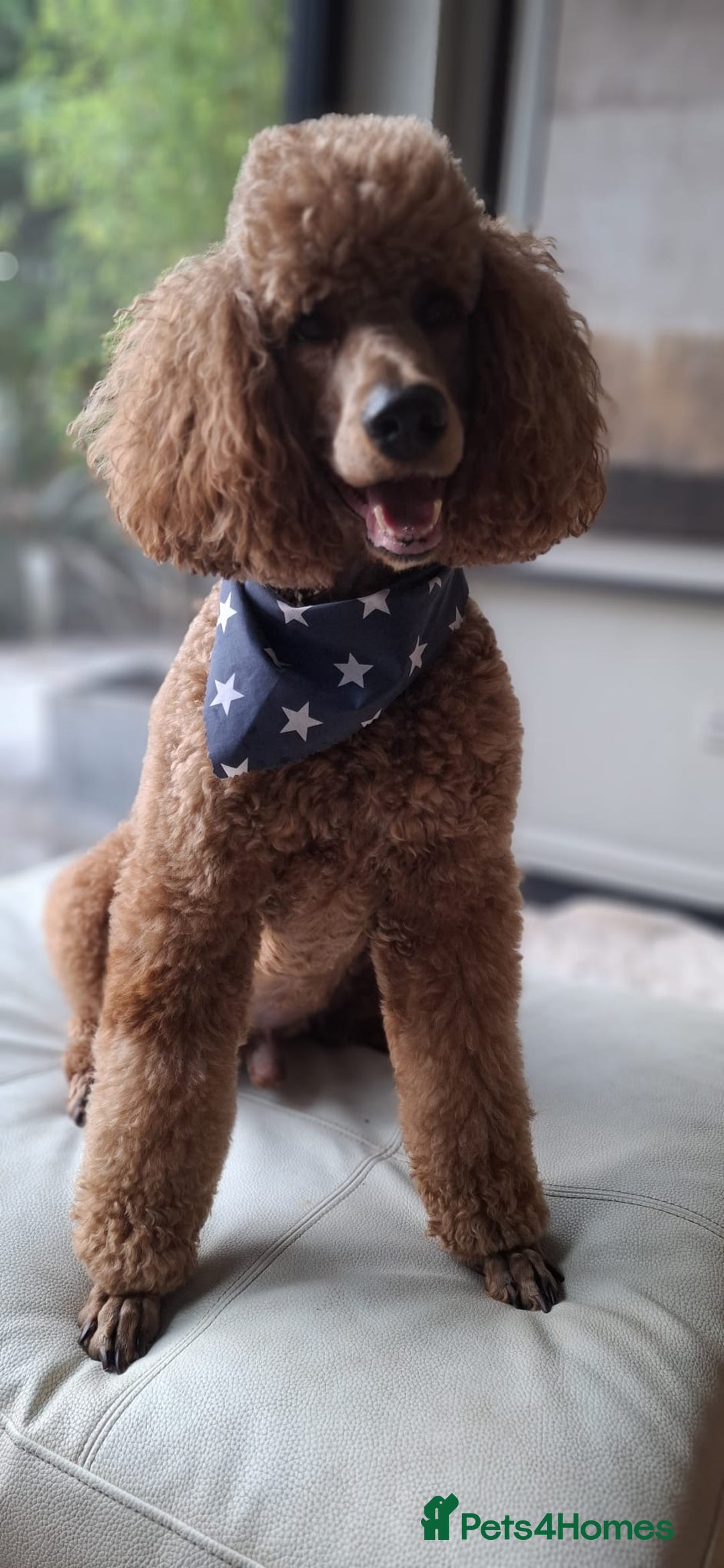 Goldendoodle dogs for sale: Exeptional Goldendoodle puppies F1b - Image 15