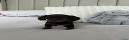 Miniature Dachshund dogs for sale: MINIATURE DACHSHUND PUPPIES FOR SALE - Advert 5