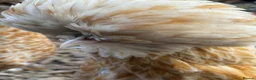 Chickens poultry for sale: Breeding set of POL chamois Polish & frizzle roo - Advert 2