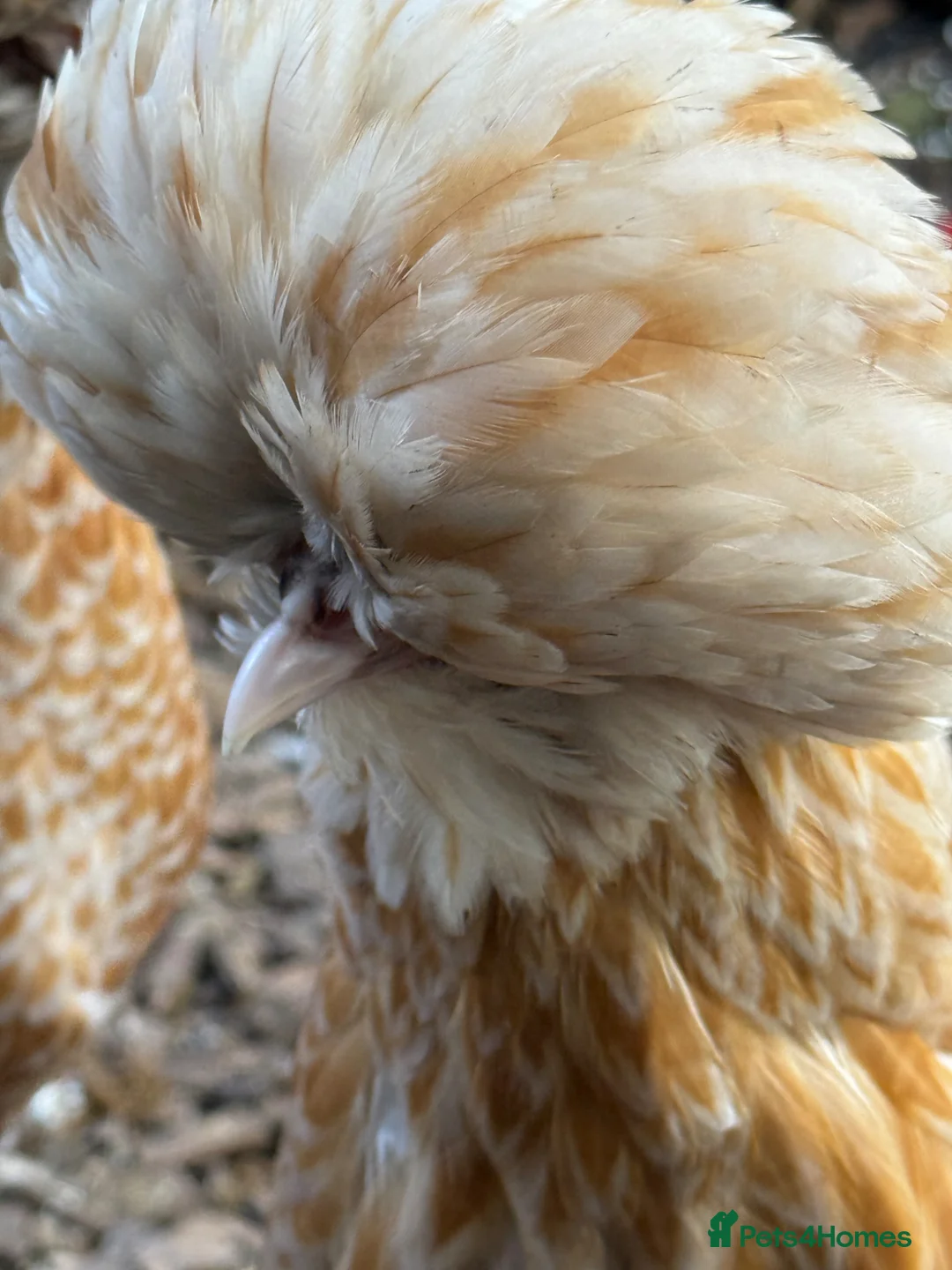 Chickens poultry for sale: Breeding set of POL chamois Polish & frizzle roo - Advert 2