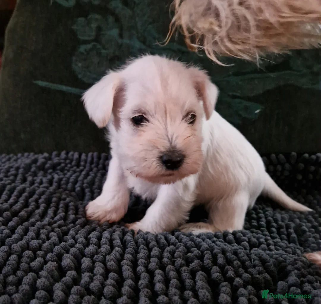 Miniature Schnauzer dogs for sale:  Pedigree Silver white minature schnauzer  - Advert 7