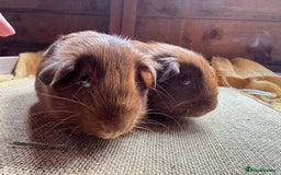 Guinea Pig rodents for sale: Beautiful self PE golden guinea pigs  - Image 11