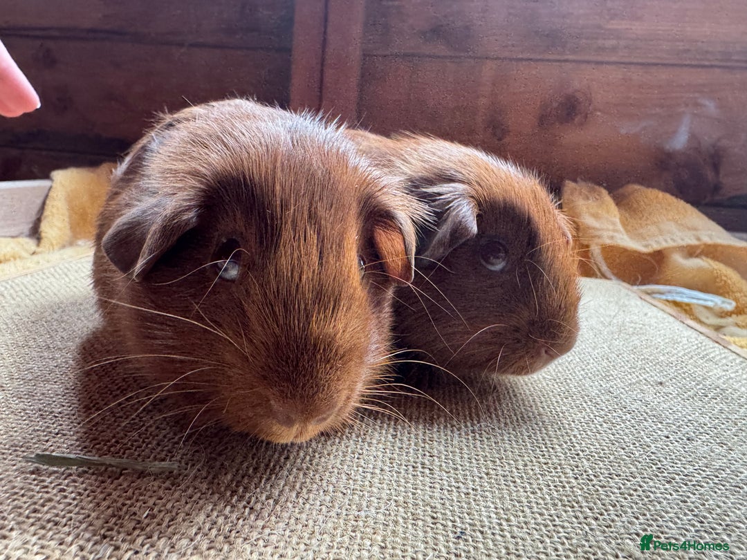 Guinea Pig rodents for sale: Beautiful self PE golden guinea pigs  - Image 11